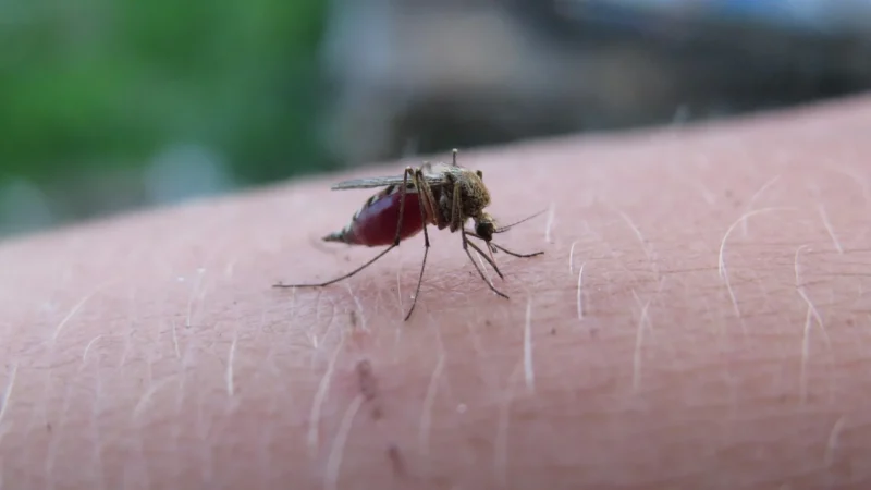 Malaria – zagrożenie i walka z chorobą